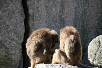 Two Gelada (Theropithecus gelada) monkeys on a rocky area basking in the sun