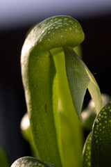An InDepth CloseUp View that Showcases the Unique and Intriguing Structure of a Fascinating Carnivorous Plant Leaf