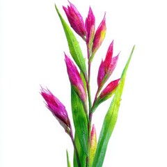 Fototapeta premium Vibrant Pink Flowers with Dew Drops