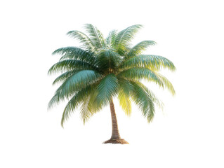 Obraz premium Tropical Palm Silhouette: A single, vibrant palm tree stands tall under the sun, a timeless symbol of tropical paradise, showcasing lush green fronds, creating a captivating visual.