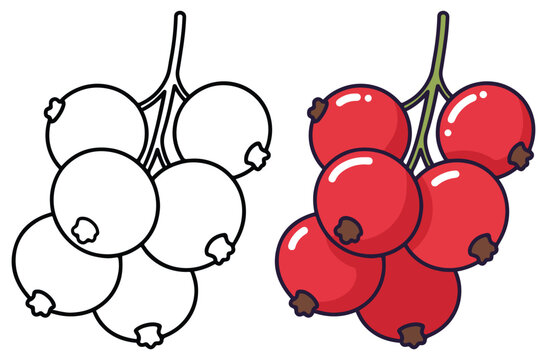 Currant Fruit Line Art Vector Outline Illustration Black and White with Coloring Sample. Bold and Easy Food, Fruits, Sweets, Drinks, Dessert, and Snacks Coloring Pages for Adults and Kids