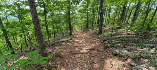 Obraz premium Serene forest pathway bathed in sunlight, with rays filtering through the lush green tree canopy