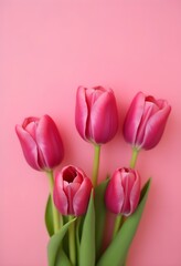 Fototapeta premium Pink Tulip Collection