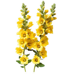 Yellow verbascum flower stalks isolated on transparent background