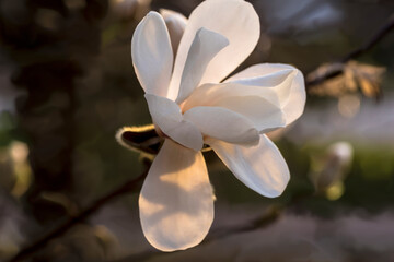 Biały kwiat magnolii (Magnolia spp.) z delikatnymi płatkami rozwija się pośród tła miękkich gałęzi. Oświetlone ciepłym blaskiem zachodzącego słońca płatki wykazują subtelne cienie i refleksy.