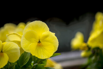 Jasnożółte bratki (Viola tricolor var. hortensis) w pełnym rozkwicie, prezentujące swoje okrągłe płatki i ciemnozielone liście. Kwiaty są widoczne na ciemnym, rozmytym tle, podkreślając ich żywy kolor