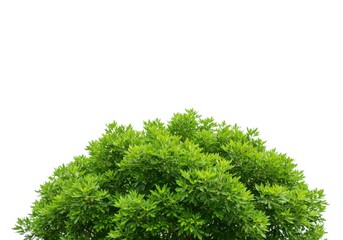 Fototapeta premium A vibrant green bush with dense foliage against a stark white background area