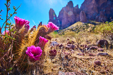 Blooming Cactus Magenta Flowers and Desert Mountains Ground Level Perspective