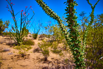 Ocotillo Stem with Red Flowers and Desert Flora Close Up Eye Level View