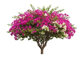 Obraz premium A bougainvillea plant with pink and white blossoms against a plain backdrop