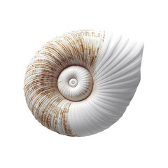 A detailed, top-down view of a sea shell, its spiral structure on display. The natural pattern evokes calm.