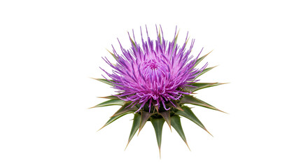 Captivating Thistle Flower in Bloom Botanical Beauty with Violet Petals Fresh Floral Herbal Medicine