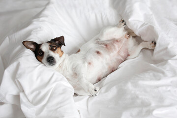 Pregnant Dog Isolated on Gray