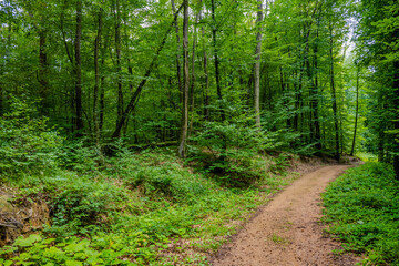 Curved Dirt Path Winding Through Lush Green Forest in Summer at Ormanya Park, Kocaeli, Türkiye