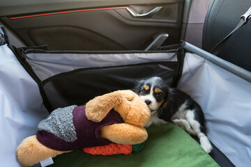 Puppy traveling safely with toy and carrier in car