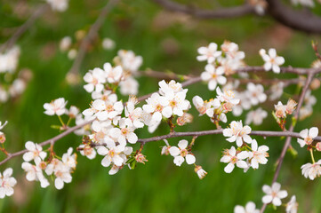 white flowers of fruit trees in spring garden