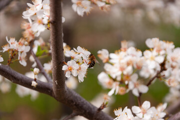 white flowers of fruit trees with bee on it in spring garden
