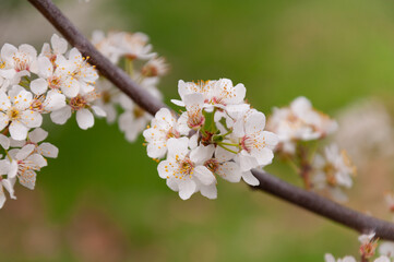 white flowers of fruit trees with ladybug on it in spring garden