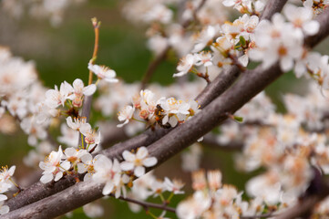white flowers of fruit trees with bee on it in spring garden
