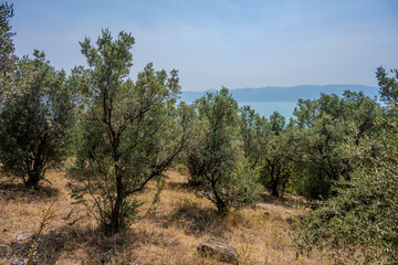 Olive Trees on Dry Hillside Overlooking Lake İznik on a Sunny Summer Day in İznik, Bursa, T&uuml;rkiye