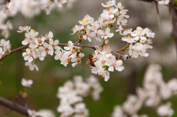 Obraz premium white flowers of fruit trees with bee on it in spring garden