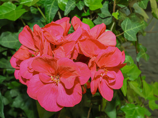 Pelargonium flowers, pink, close-up, on a green background