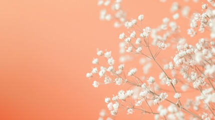 Delicate white flowers against a soft peach background.