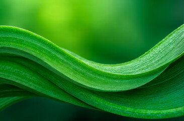 Green leaves create flowing patterns in a vibrant summer garden under bright sunlight