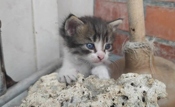 Grey baby kitten with impressive blue eyes hidding behind a stone