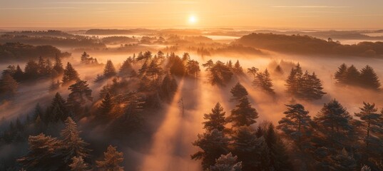 Fototapeta premium Serene misty valley enveloped in fog, surrounded by towering lush pine trees and nature s beauty