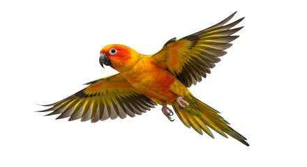 Sun Conure Parrot in Flight Vivid Colors Exotic Bird Wildlife Photography Tropical Pet Wing Span