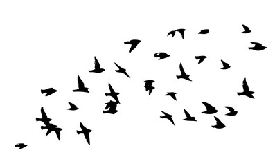 Flying birds silhouette flock. hand drawing. Not AI. Vector illustration