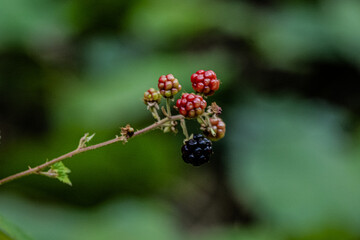 Close-Up of Ripening Wild Blackberries on Thorny Branch in Forest Near Kocaeli, T&uuml;rkiye