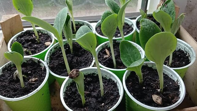 Zucchini seedlings sown in cups, one of the zucchinis still has the seed coat on the leaves