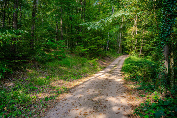 Fototapeta premium Sunlit Forest Trail in Ormanya Natural Life Park, Kartepe District, Kocaeli, Türkiye – Peaceful Woodland Path in Lush Greenery