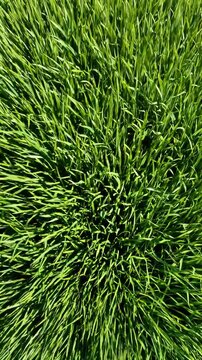 Vue en plong&eacute;e sur un buisson dense d&rsquo;herbe verte fra&icirc;che au soleil

