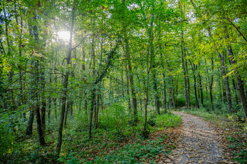 Curved Gravel Trail Through Lush Green Forest in Ormanya Natural Life Park, Kartepe, Kocaeli, Türkiye on a Sunny Day