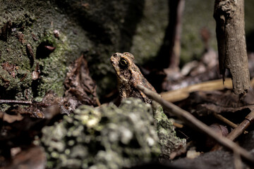 Close-up of a frog blending into its natural habitat