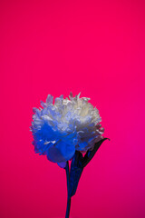 White peony flower in neon light on pink background