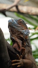 close up of a iguana