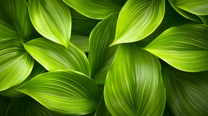 Close-up view of vibrant green leaves.