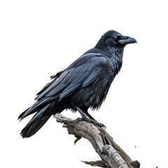 Majestic raven perched on a weathered branch against a stark black on transparent background