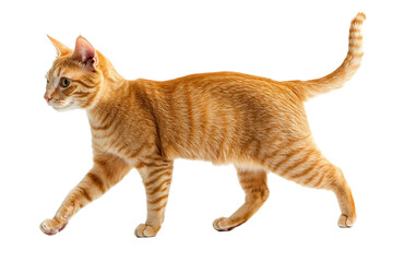 An Orange Cat Walking On  isolated on a transparent background