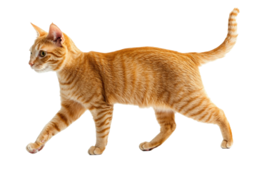 An Orange Cat Walking On  isolated on a transparent background