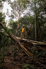 Exploring nature a man stands on fallen tree in forest of a glamping