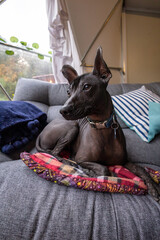 Fototapeta premium Dog relaxing on a cozy sofa with colorful pillows in a glamping