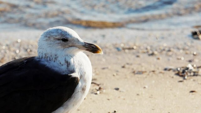 Close up high quality 4k video footage of seagulls mating walking feeding processes captured Cape's coast, Simon's Town beach boulders, salt water in background near Cape Town, South Africa