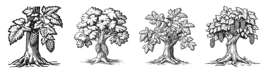 Detailed Vintage Illustrations of Growth Stages of Grape Vines, Set Logo design, Vector Illustration, Engraving style