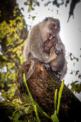 Fantastic view of a mother macaque nursing her baby monkey and licking its head at the Grand Bassin Hindu temple in Mauritius