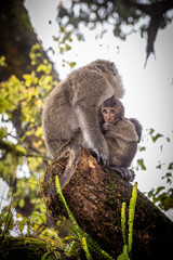 Fantastic view of a mother macaque nursing her baby monkey at the Grand Bassin Hindu temple in Mauritius